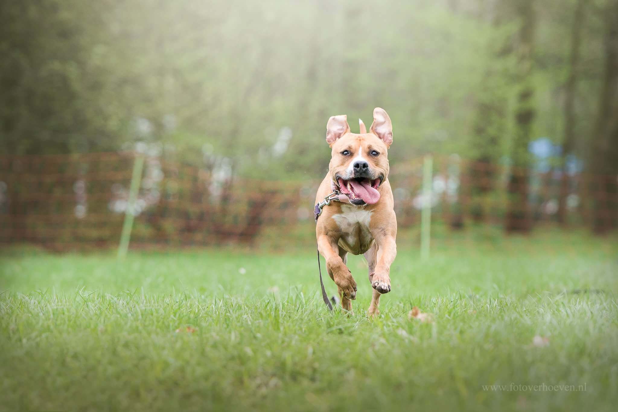 Nieuw: Lure Coursing / Renbaan voor honden