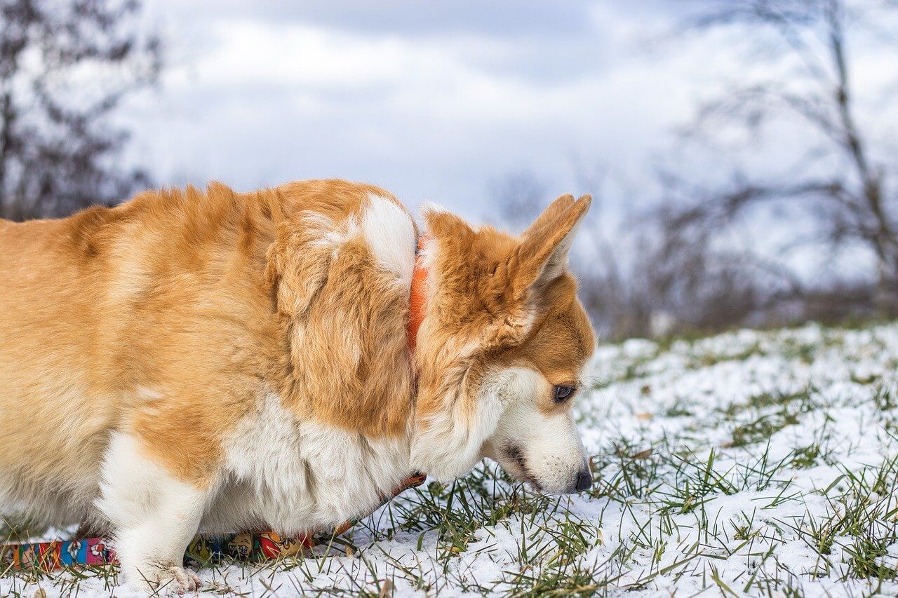 Speurfanaten opgelet! Nieuw: Detectie