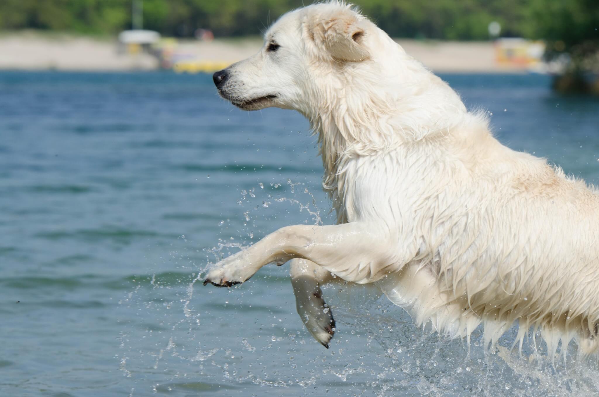 Tips om je hond koel te houden ☀️🐾
